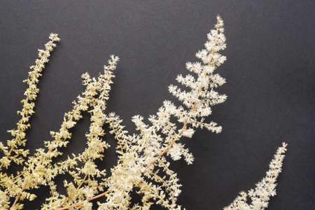 Fragile white Astilba flowers on balck backgroundの写真素材