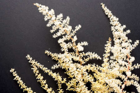 Fragile white Astilba flowers on black backgroundの写真素材