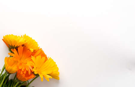 Yellow flowers on white background in the left cornerの写真素材