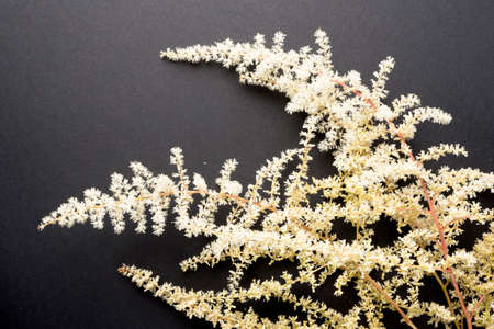 Fragile white Astilba flowers on black backgroundの写真素材