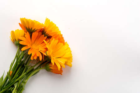 Yellow flowers on white background in the left corner
