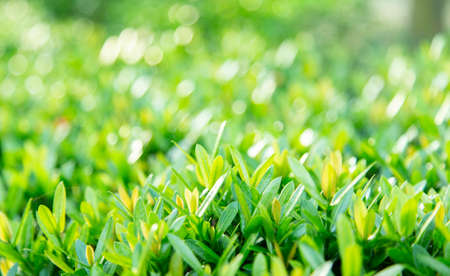 bokeh natural backgrounds