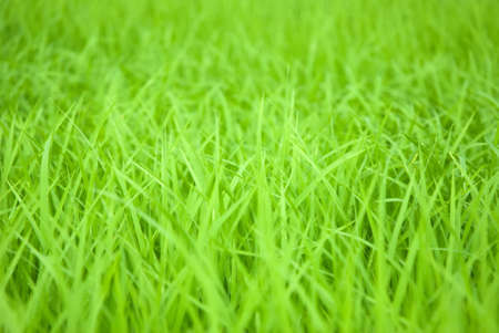 Green Rice leaves and beautiful nature background.の写真素材