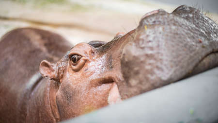 Hippopotamus in the zooの写真素材