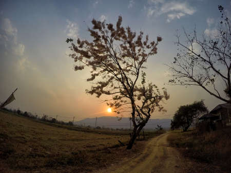 tree of lifeの写真素材
