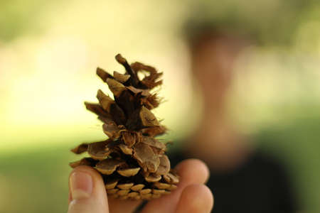 Pineconeの写真素材