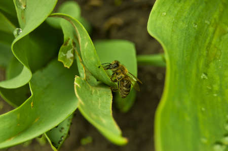 working as a bee on a green tulip leaf