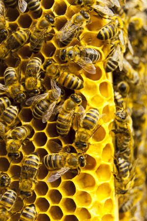 Close up view of the working bees on honeycells