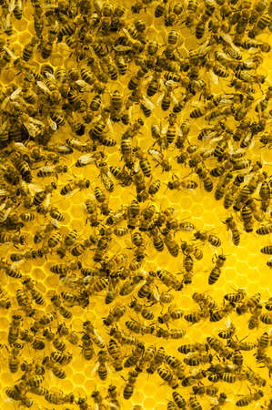 Close up view of the working bees on honeycells