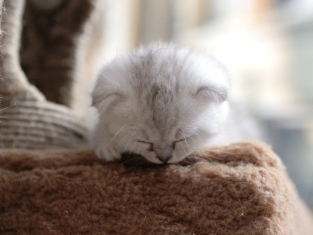 Cute white fold kitten sleeping, selective focus, copy spaceの写真素材