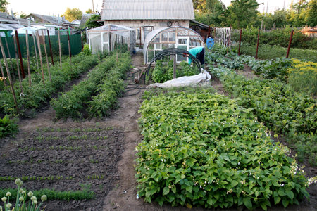 Gardening in the summer in the village. vegetable garden.の写真素材