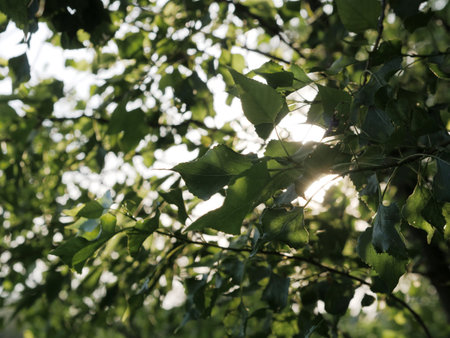 Branch of a tree with green leaves in the sunbeams