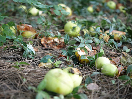 Ripe and rotten yellow and green apples fall to ground in autumn, selective focus. Reducing Food Wasteの写真素材