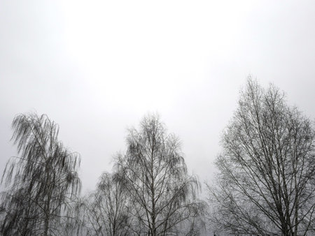 Winter landscape with snow-covered trees and foggy sky in the backgroundの写真素材