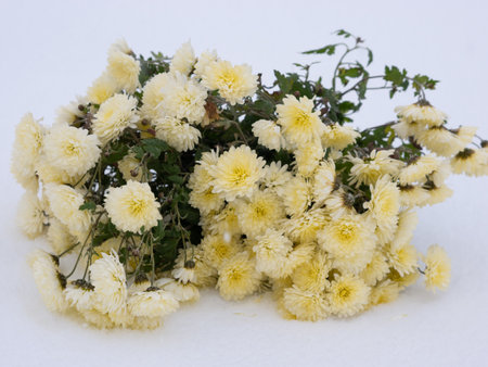 Climate Change Yellow Chrysanthemums In Winter On Snow, Out Of Season Snow And Flowers On White Backgroundの写真素材