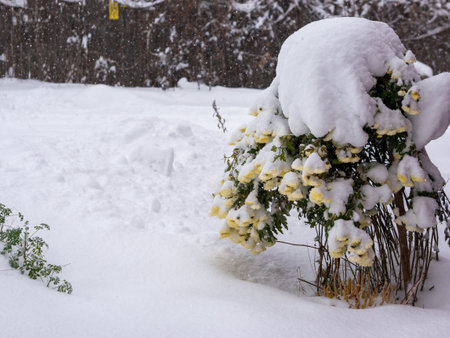 Climate Change Yellow Chrysanthemums In Winter On Snow, Out Of Season Snow And Flowers On White Backgroundの写真素材