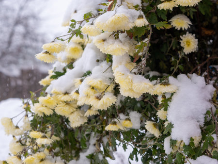 Yellow Chrysanthemums In Winter On Snow, Out Of Season Snow And Flowers On White Background. Climate Changeの写真素材