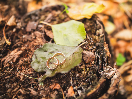 Autumn background golden wedding rings on green leaf on tree stump in autumn forestの写真素材