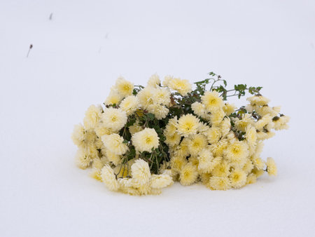 Yellow chrysanthemum flowers in the snow on white backgroundの写真素材