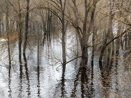 flooded trees in the forest after a flood in early springの写真素材