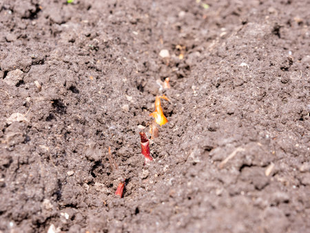 Planting onions in the ground. Close-up, selective focusの写真素材
