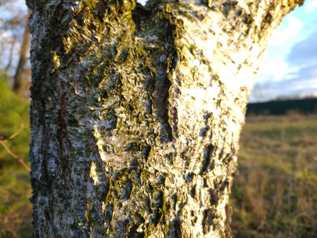 bark of a tree in the meadow at sunset in autumnの写真素材