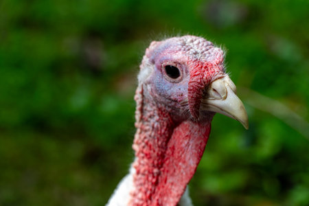 Close up of a turkey head with a red neck on a green backgroundの写真素材