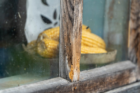 Yellow corn cobs on metal tray visible through glass of weathered wooden window frame with damaged...