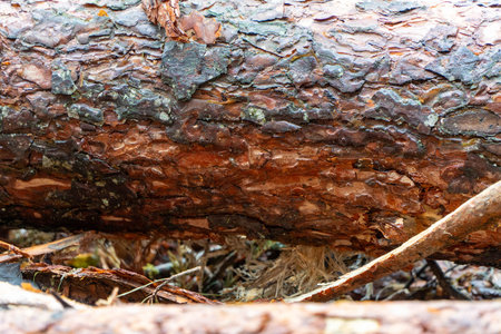 Macro view of rough brown and orange bark on pine tree trunk lying on forest floor with organic...