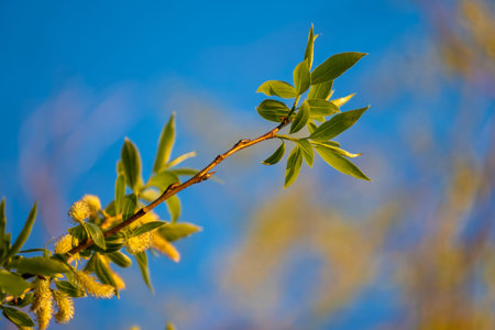 A slender tree branch showcasing fresh green leaves and fuzzy yellow catkins stretches diagonally against a soft blurred background of blue sky and golden sunlight.