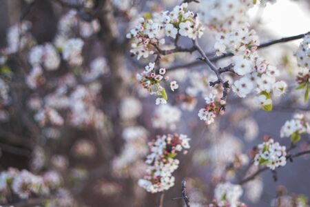 Background of beautiful white  cherry blossom blooming