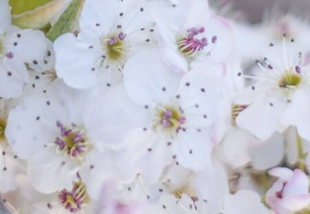 Flowers of the cherry blossoms on a spring day  close upの写真素材