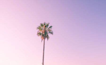 Silhouette coconut palm tree on beach at sunset. Vintage tone.の写真素材