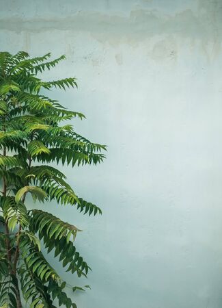 Coconut palm trees, beautiful tropical background, vintage filterの写真素材