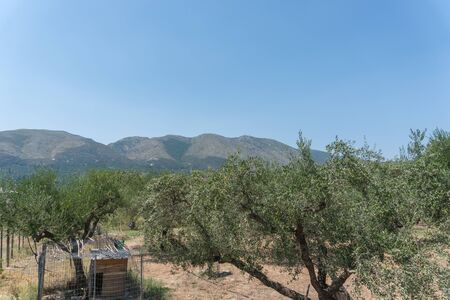 olive trees hill Zakynthos Greeceの写真素材