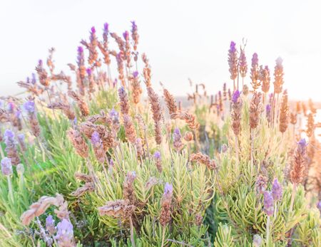 Selective focus on lavender flower in flower garden - lavender flowers lit by sunlight