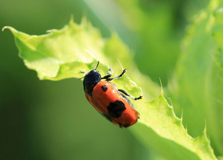 insect の写真素材