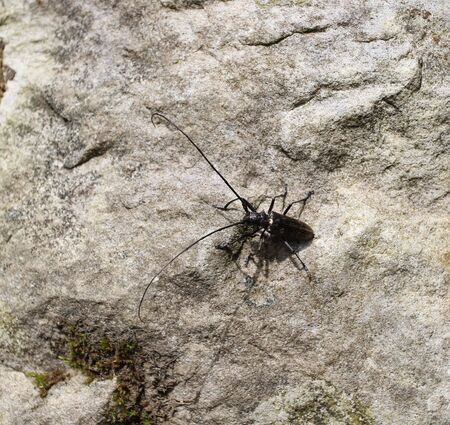 beetle
