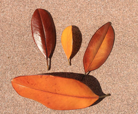 leafsの写真素材