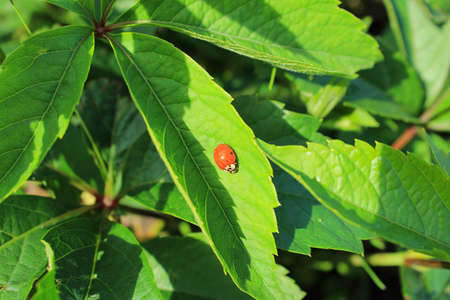 lady birdの写真素材