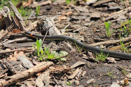 grass snakeの写真素材
