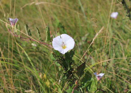 flowers,