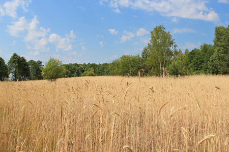 wheat fieldの写真素材