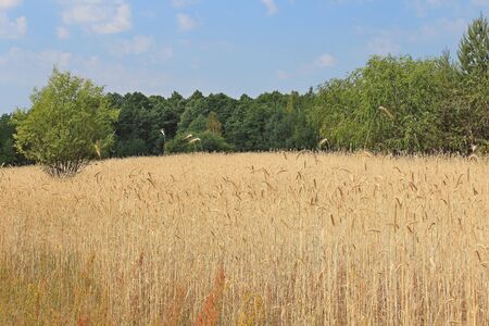 wheat fieldの写真素材