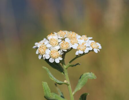flowersの写真素材