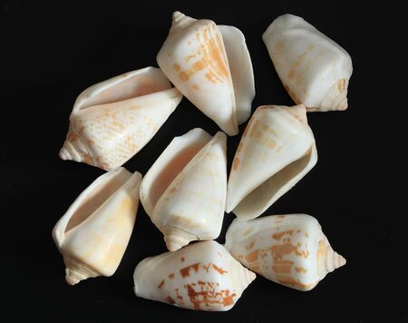 sea shellsの写真素材