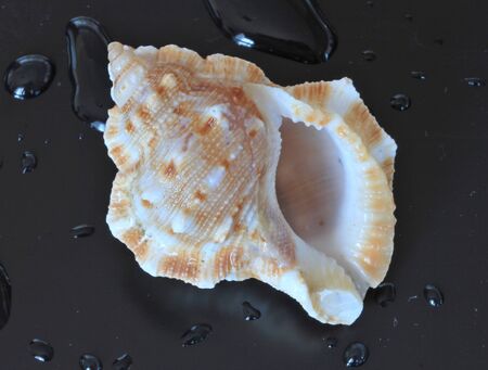 sea shell