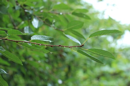 branchの写真素材
