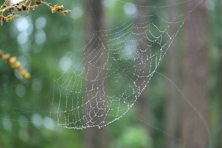spiders webの写真素材