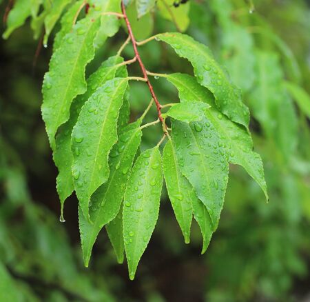 leafs
